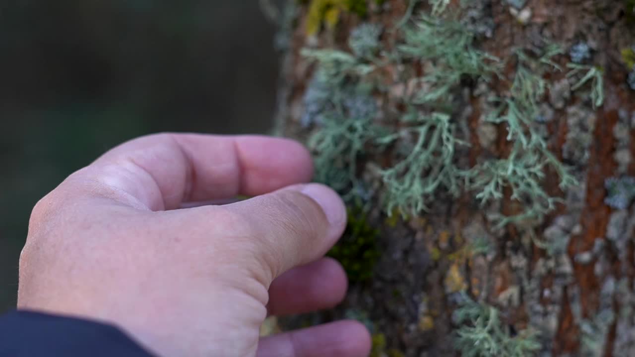 男性的手摸着森林里树干上的青苔视频素材