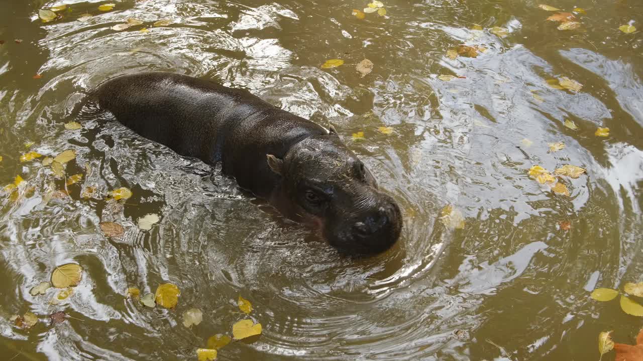 矮河马在野生池塘生态系统中游泳，是非洲野生动物视频下载