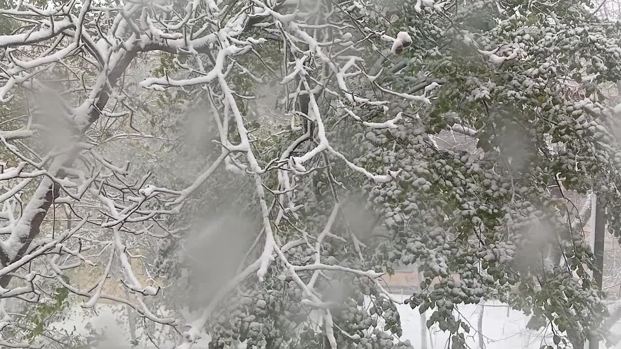 透过窗户看到一场强暴风雪视频下载