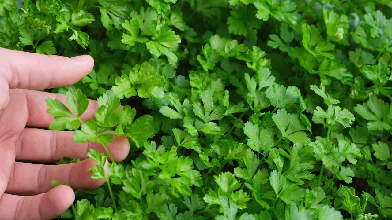 农夫拿着欧芹植物的叶子在生屋农场，健康的食品配料视频下载