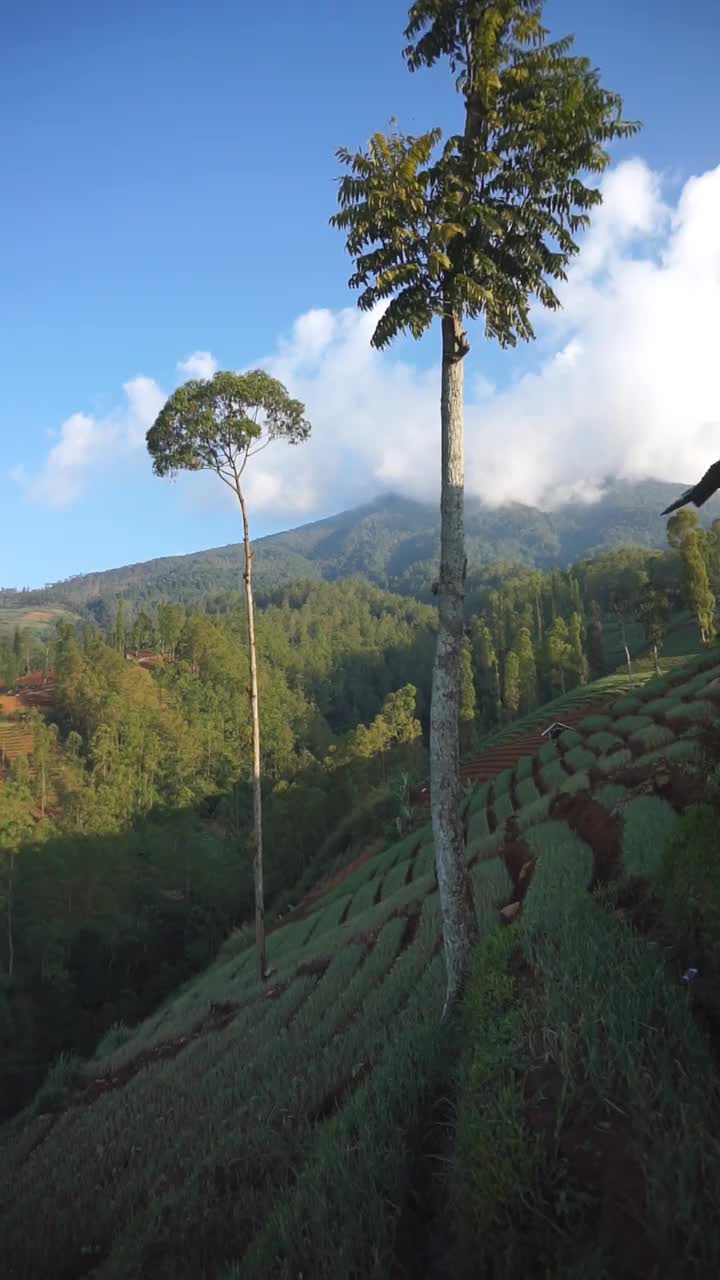 自然的山景，丘陵的自然全景，在下午明亮的蓝天下，高大的绿树和绿色植物的斜坡视频素材