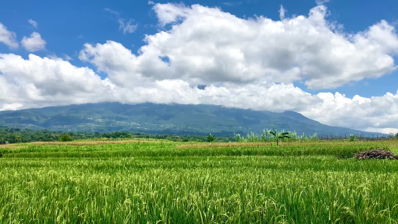 稻田里的水稻以山为背景视频下载