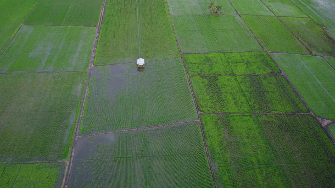 从空中俯瞰郁郁葱葱的稻田视频下载