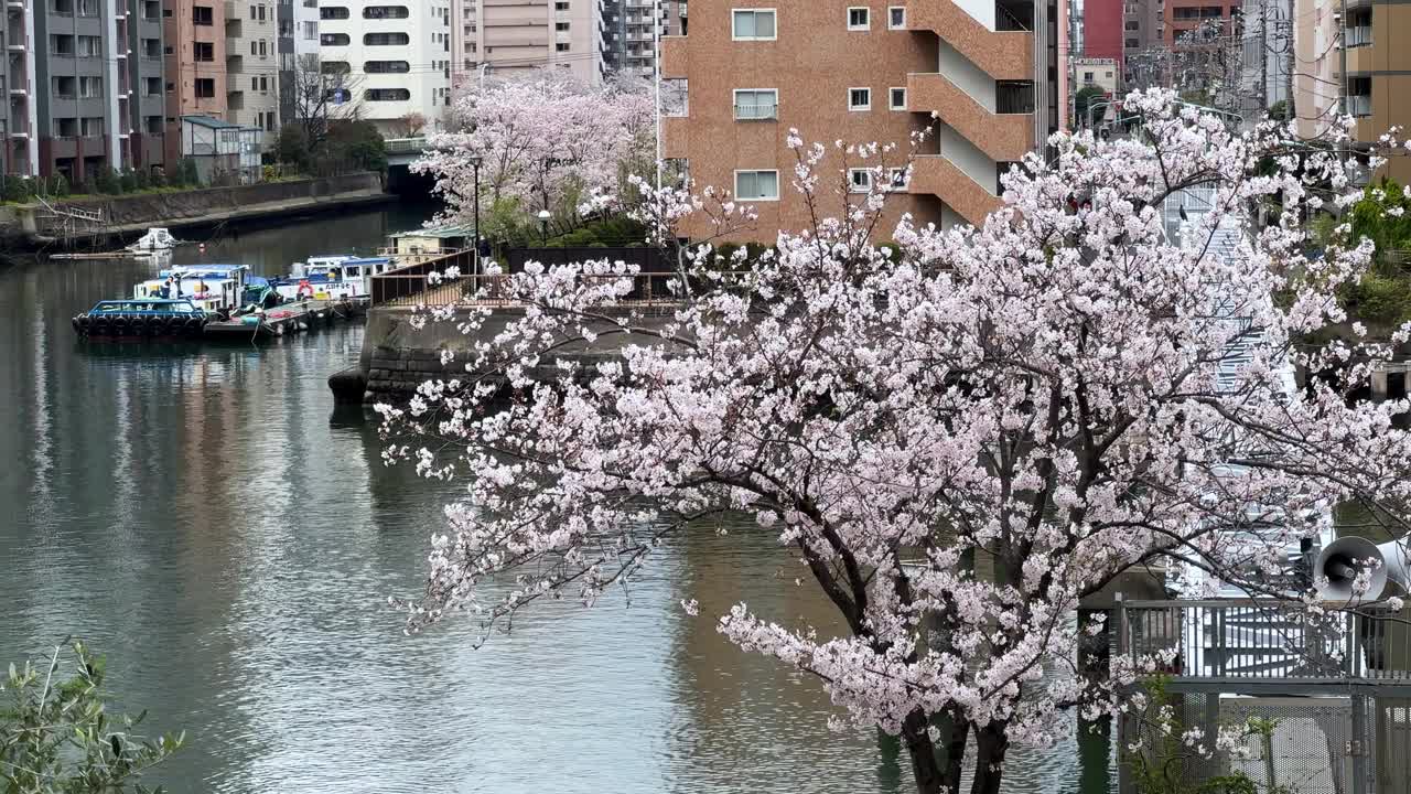 江边樱花盛开，有船，背景是城市建筑，宁静的春日视频素材