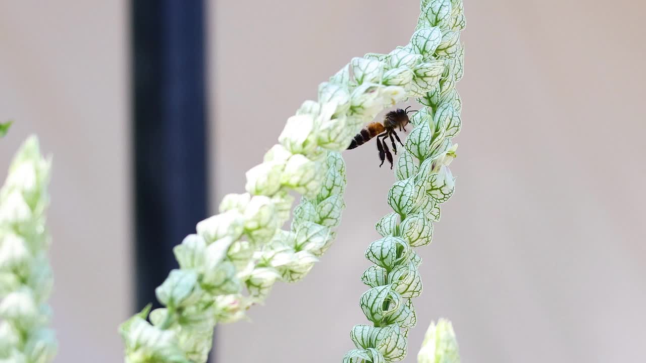 蜜蜂随时间为花授粉视频素材