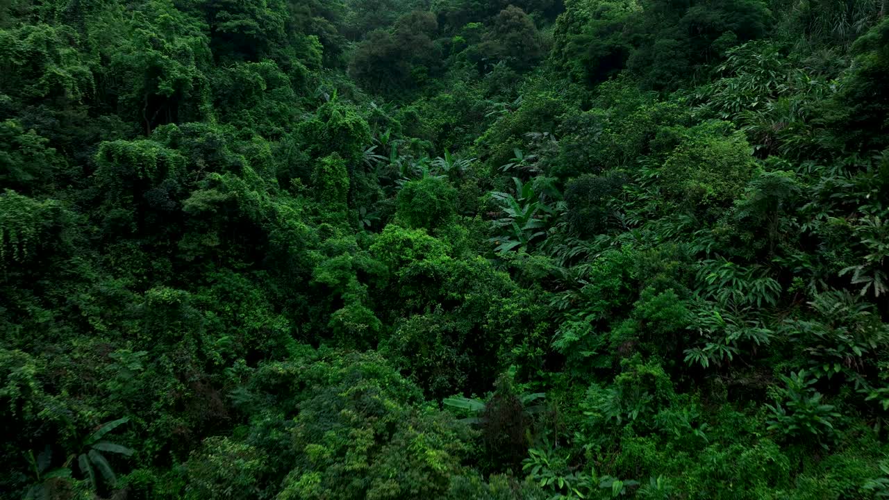 夏日鸟瞰美丽的热带森林山景视频素材