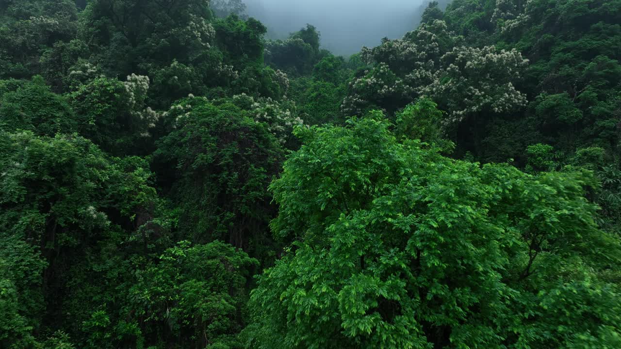 夏日鸟瞰美丽的热带森林山景视频素材