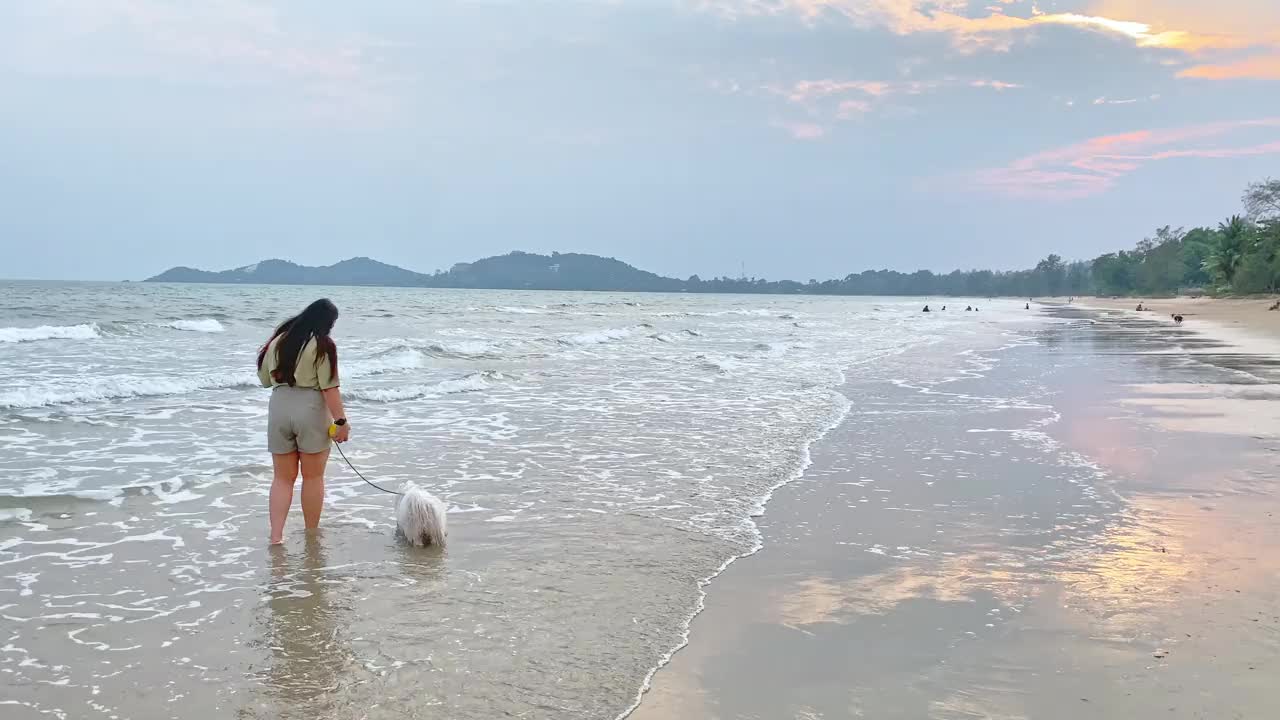 夏天在沙滩上奔跑的狮子狗在沙滩上玩耍的狗在傍晚的阳光下，60P视频素材