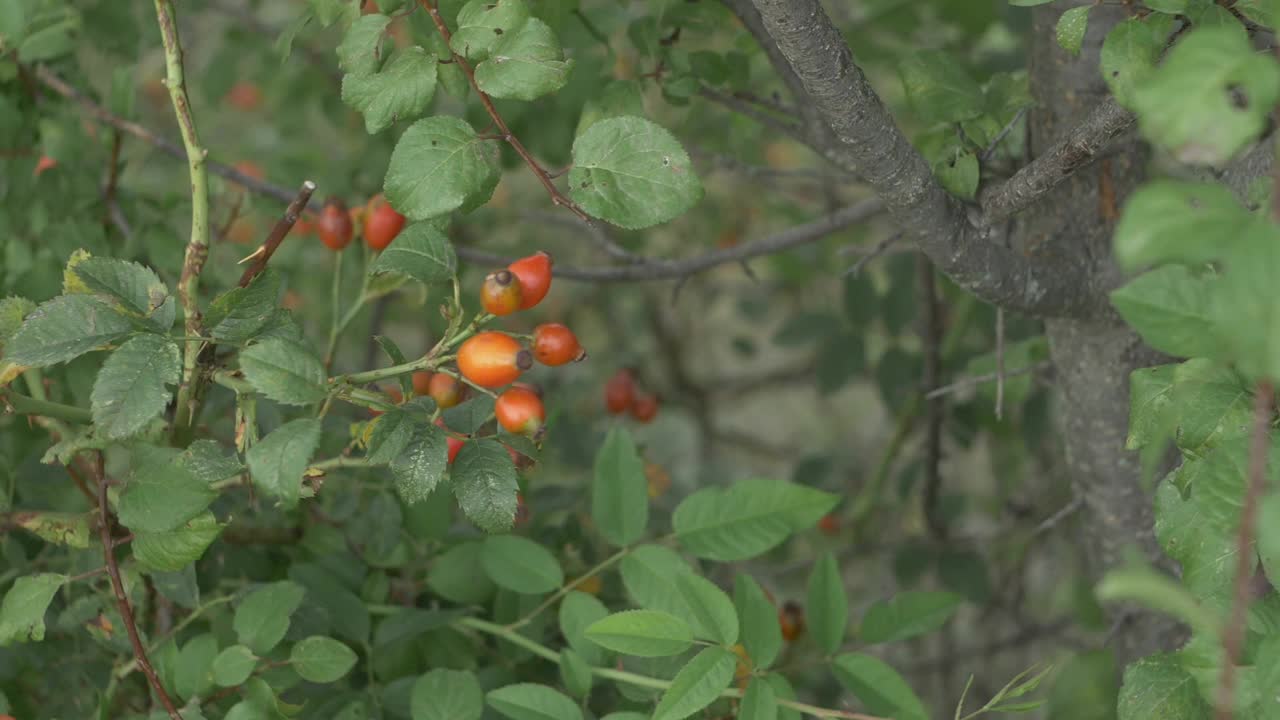 野玫瑰果视频下载