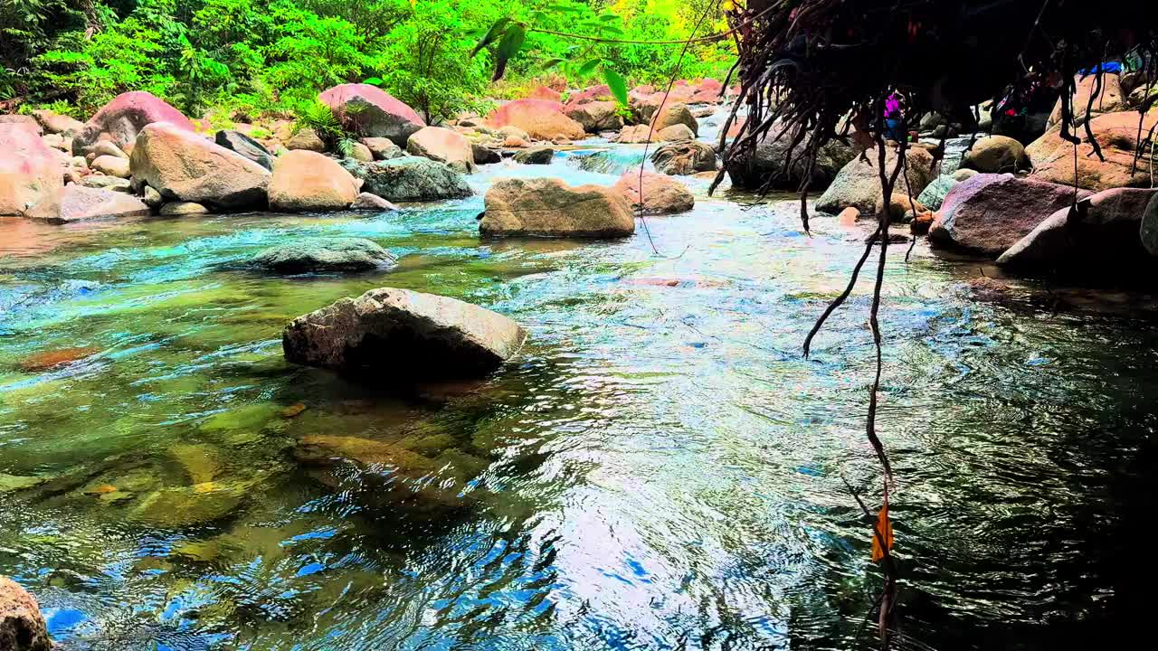 看起来美丽的自然风光，树木植物和河石查亚普拉市巴布亚视频下载