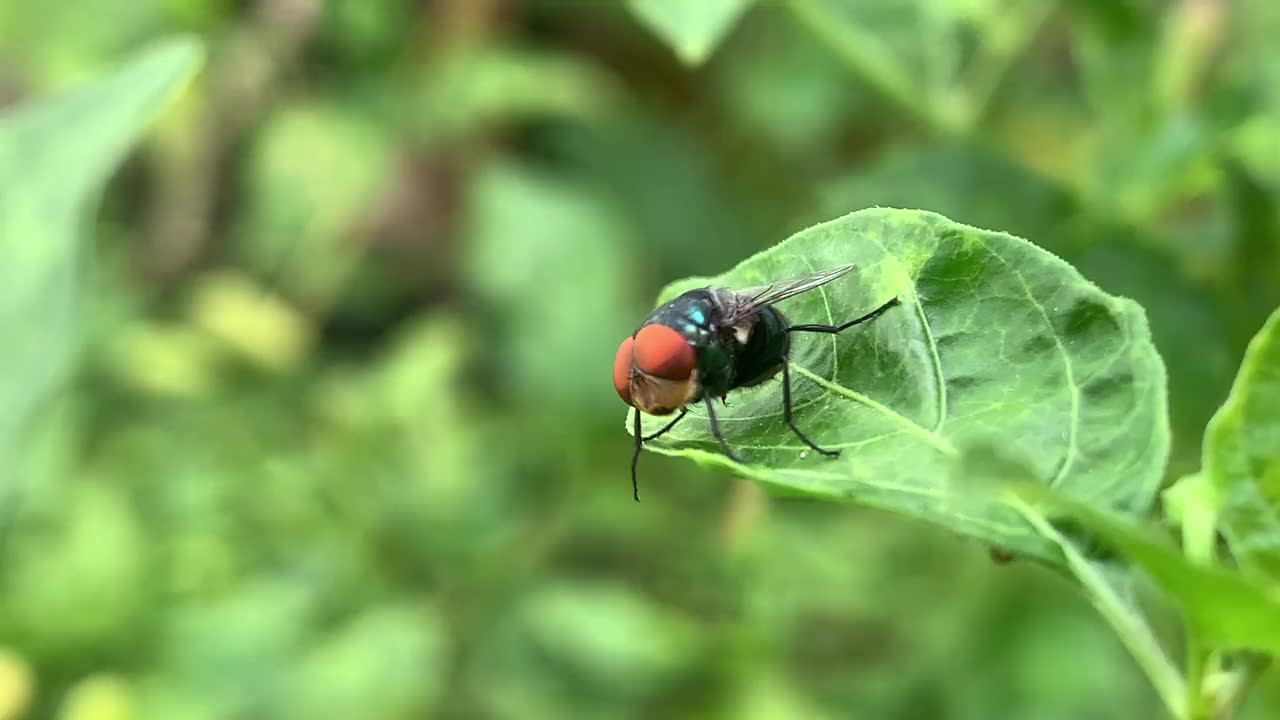 一只红眼苍蝇停在一片叶子上视频素材