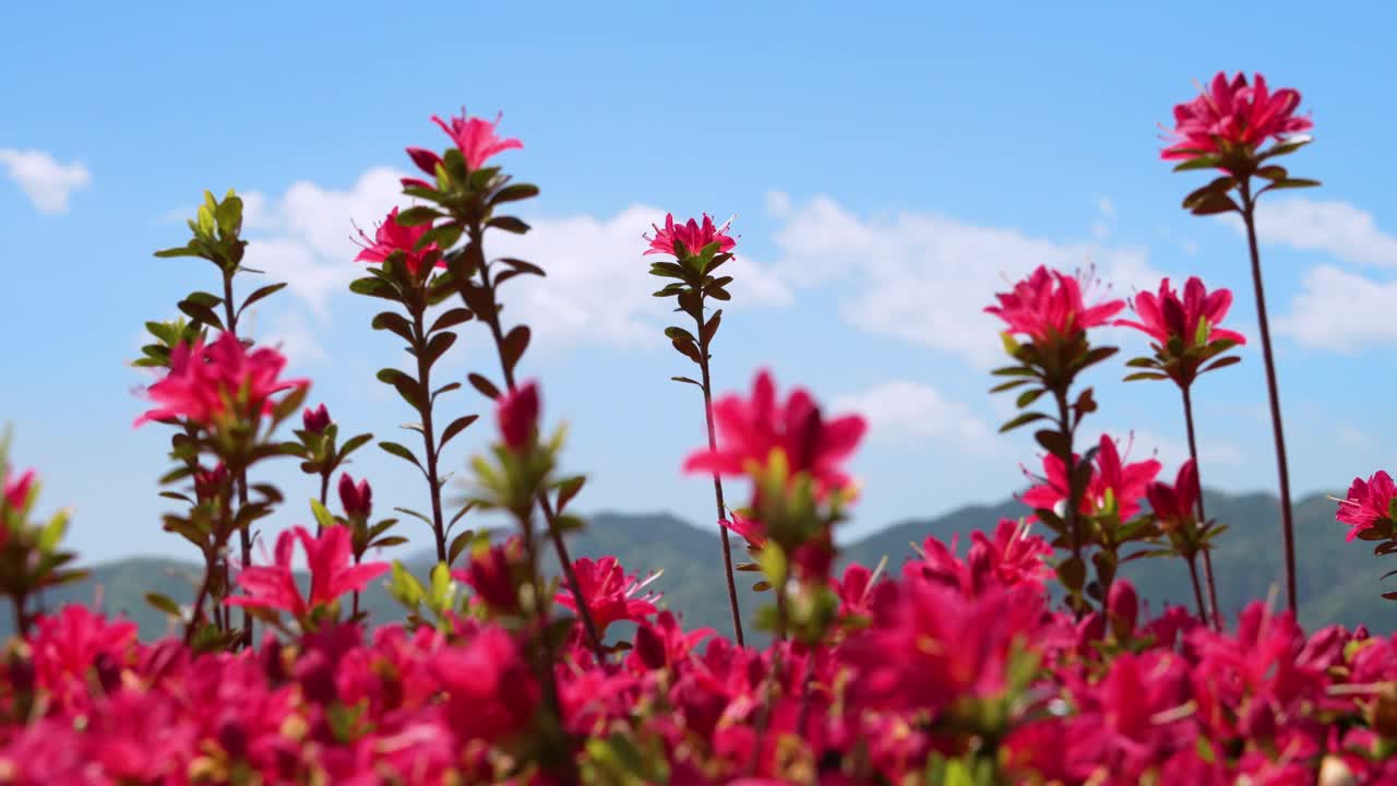 鲜红的杜鹃花在蓝天白云的映衬下迎风摇曳视频素材