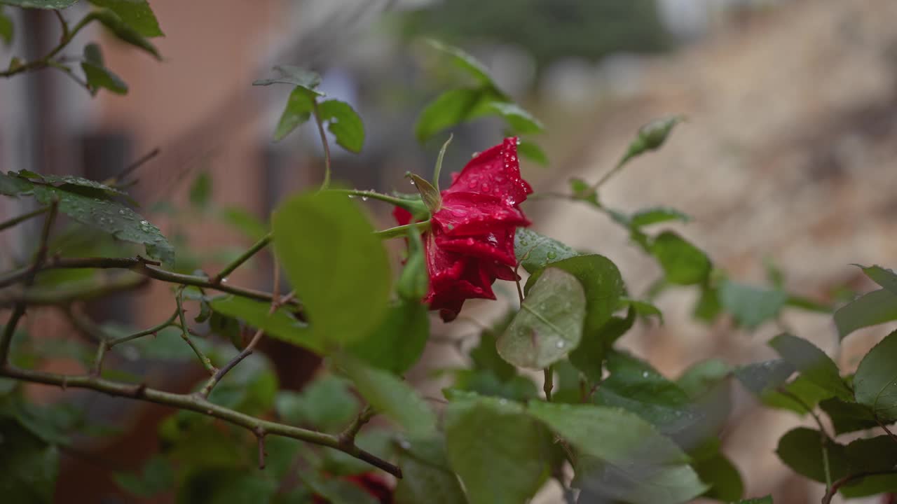 在模糊的自然背景下，清新的红玫瑰点缀着雨滴，蕴含着宁静与自然之美。视频素材