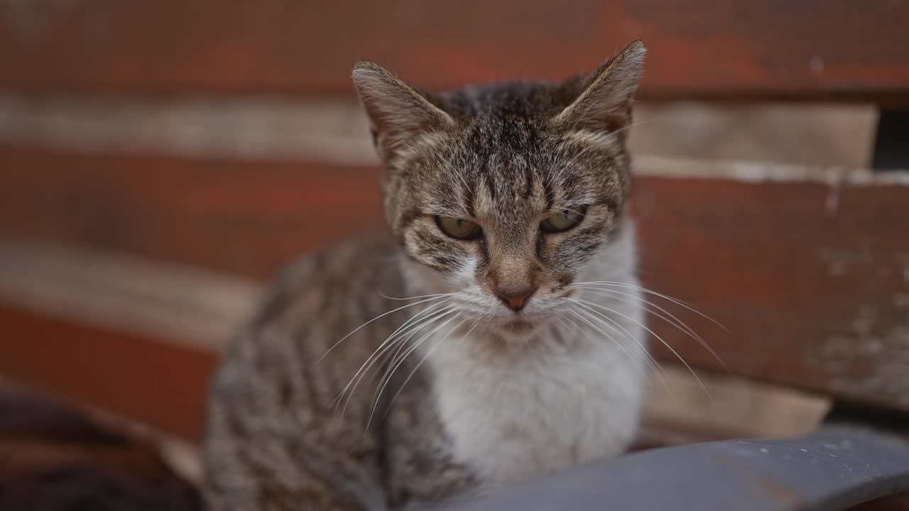 在椅子上休息的虎斑猫疲惫地眨着眼睛，散发出一种平静和安宁的感觉。视频素材