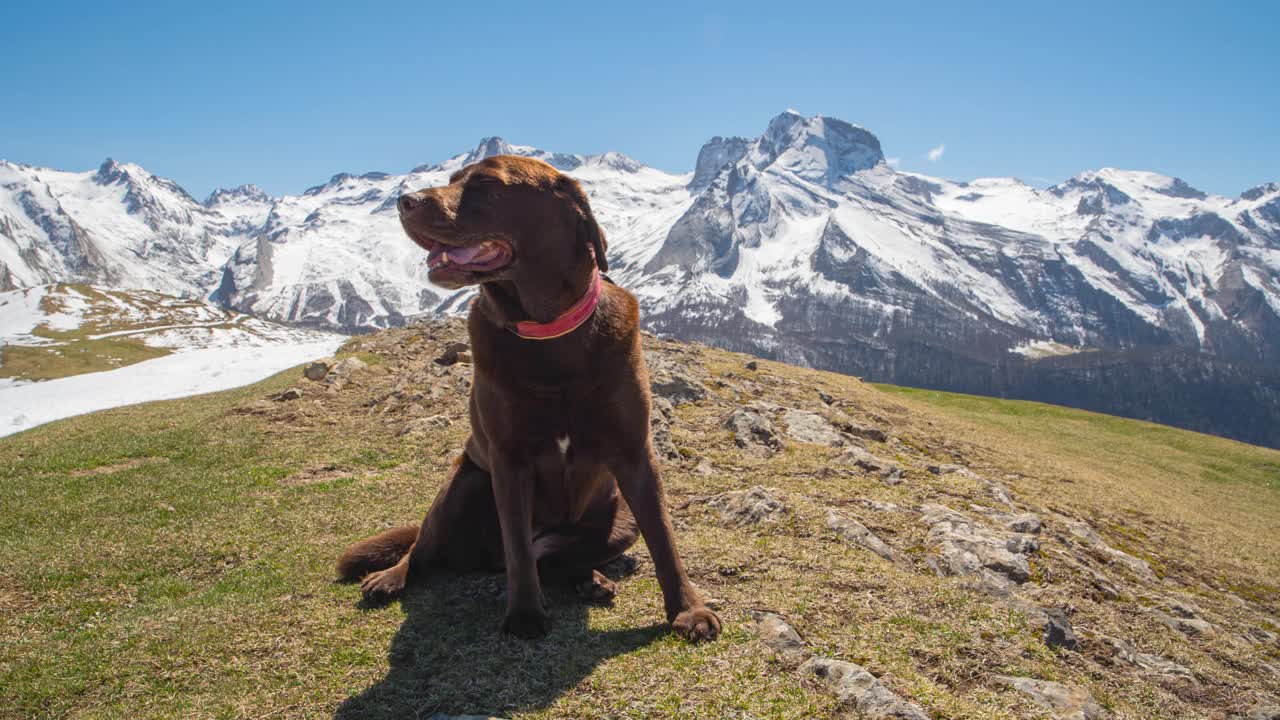 手持剪辑可爱的巧克力拉布拉多犬在法国比利牛斯山脉视频下载