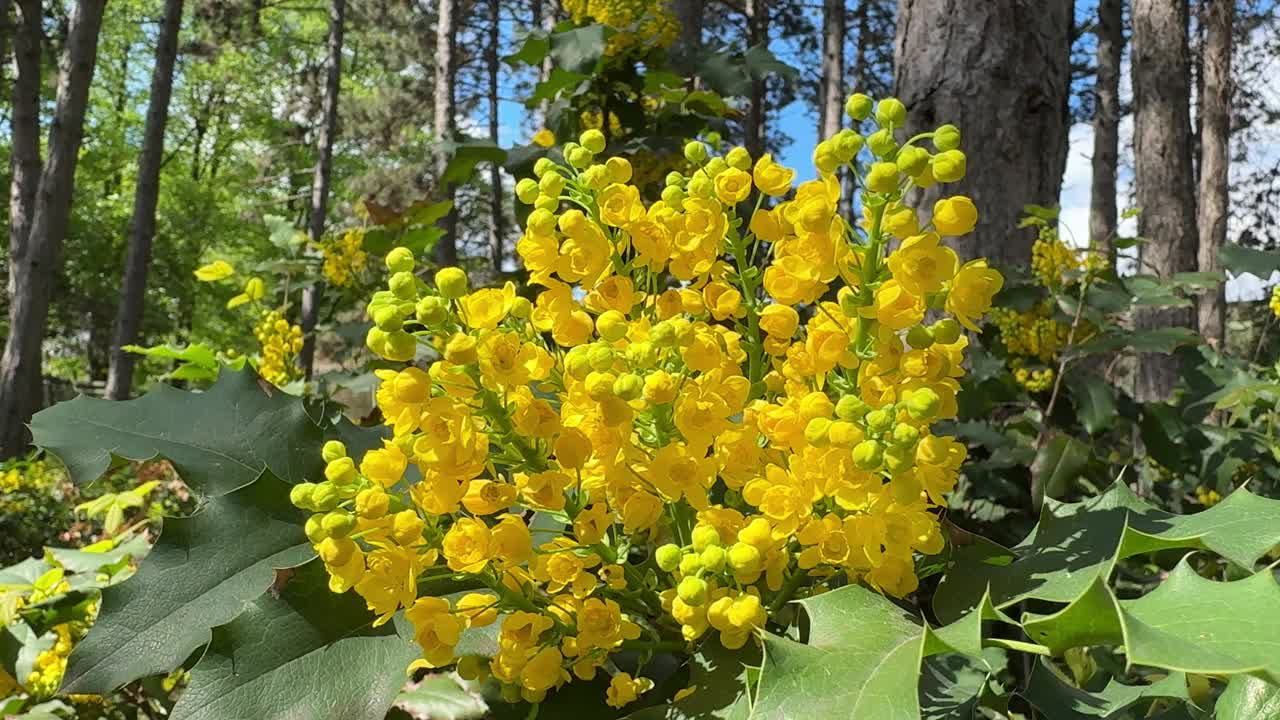 开黄花的水仙灌木。视频素材