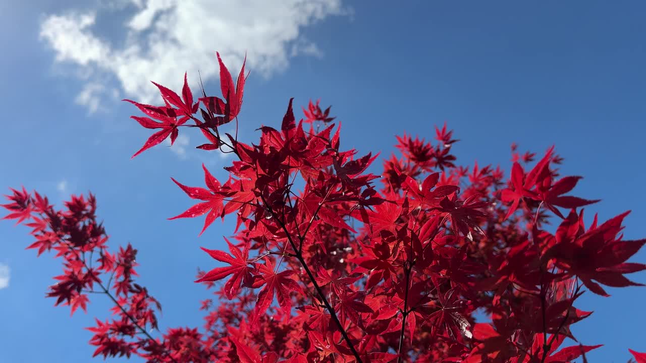 蓝天上的红枫树。视频素材