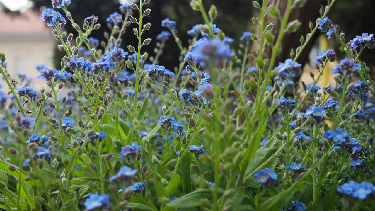 城市公园里的勿忘我。龙葵属是龙葵科开花植物的一个属。美丽的蓝色勿忘我草或蝎子草。园林文化杂交。昆虫给植物授粉视频素材