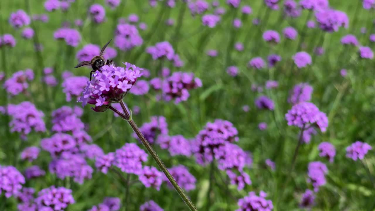 美丽的紫色花朵和蜜蜂。视频下载