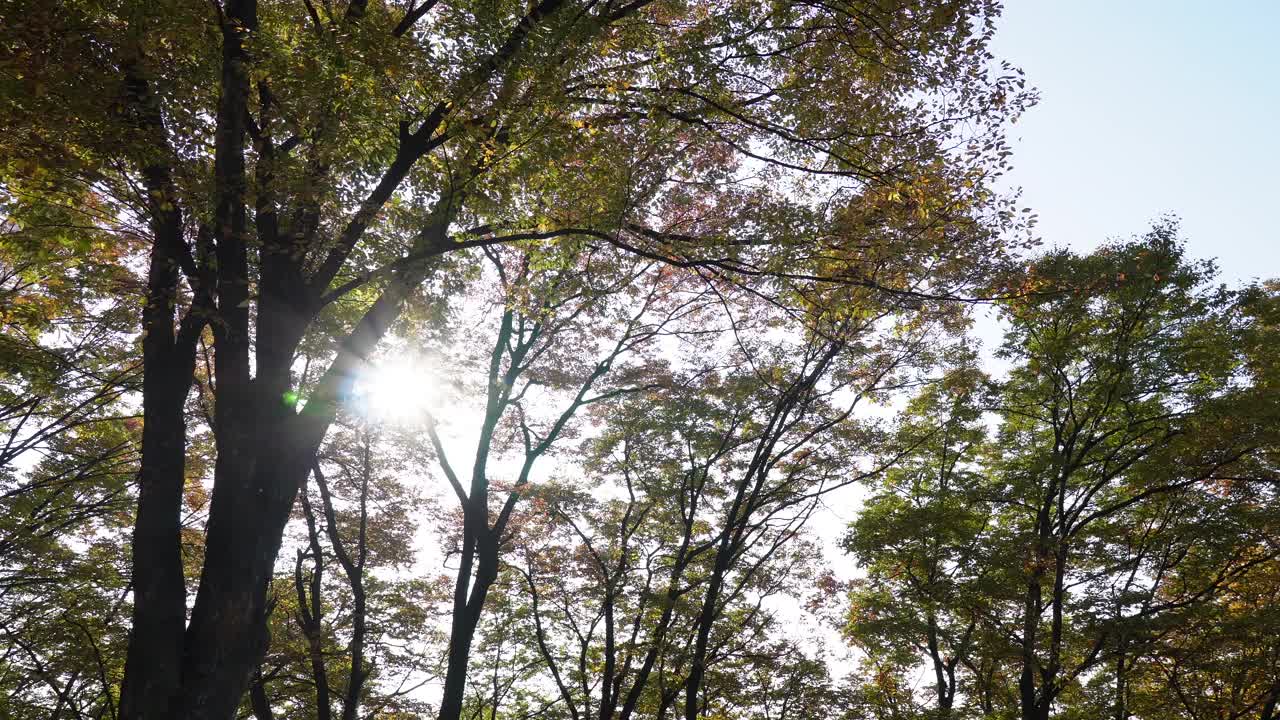 首尔南山的秋天:阳光穿过五颜六色的树叶，投下错综复杂的阴影，照亮了红色、橙色和黄色树叶的鲜艳色调视频素材