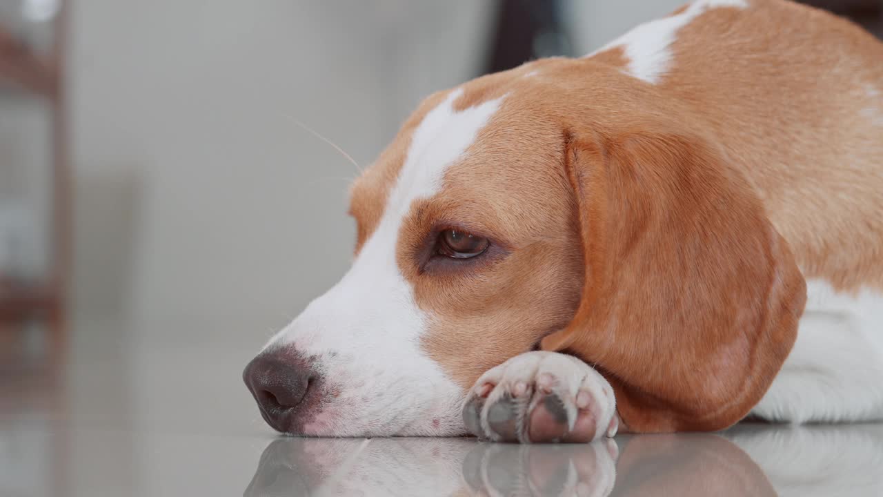 一只可爱的小猎犬小狗睡在房子的地板上。爱狗人士概念视频素材