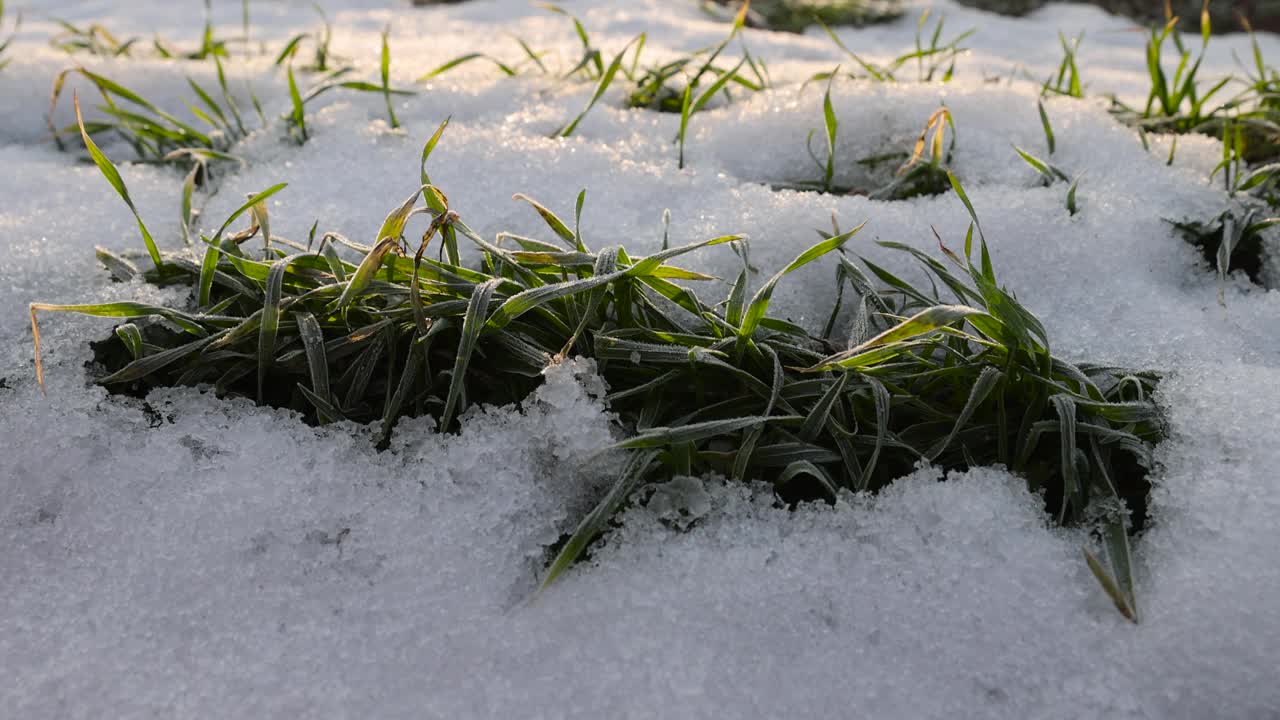 白雪覆盖的绿色小麦芽，近距离看视频素材