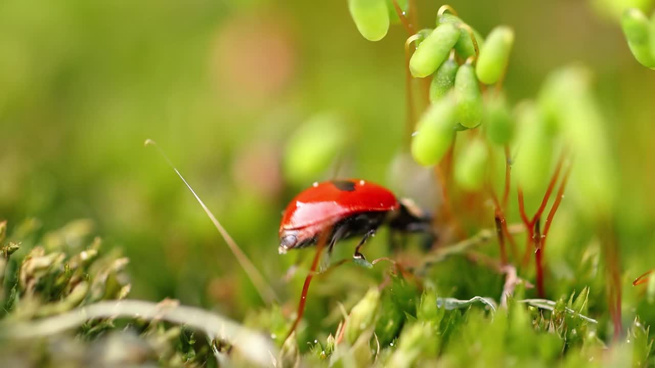 一只瓢虫在森林的绿草地上的特写野生动物视频素材