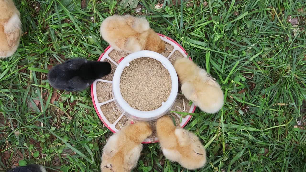 乡下可爱的小鸟在吃一个特殊的喂食器。视频素材