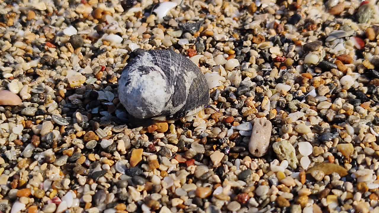 海蜗(海螺)视频素材