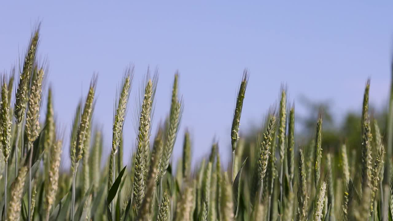 夏天长满绿色未成熟谷物的田地视频素材