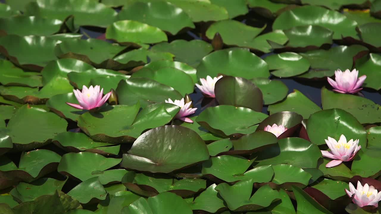 池塘里有许多粉红色的睡莲和绿色的叶子。视频下载