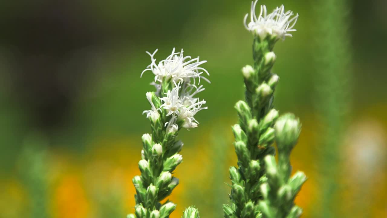 大黄蜂从白花中采集花蜜。视频下载