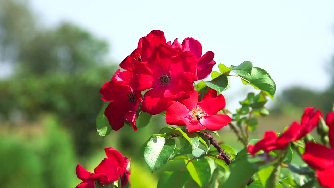 蜜蜂从红玫瑰花上采集花蜜。视频下载