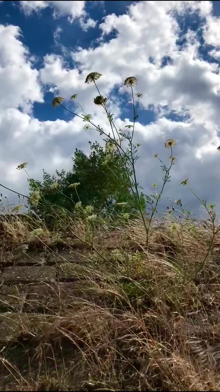 有风的日子里摇曳的植物视频下载