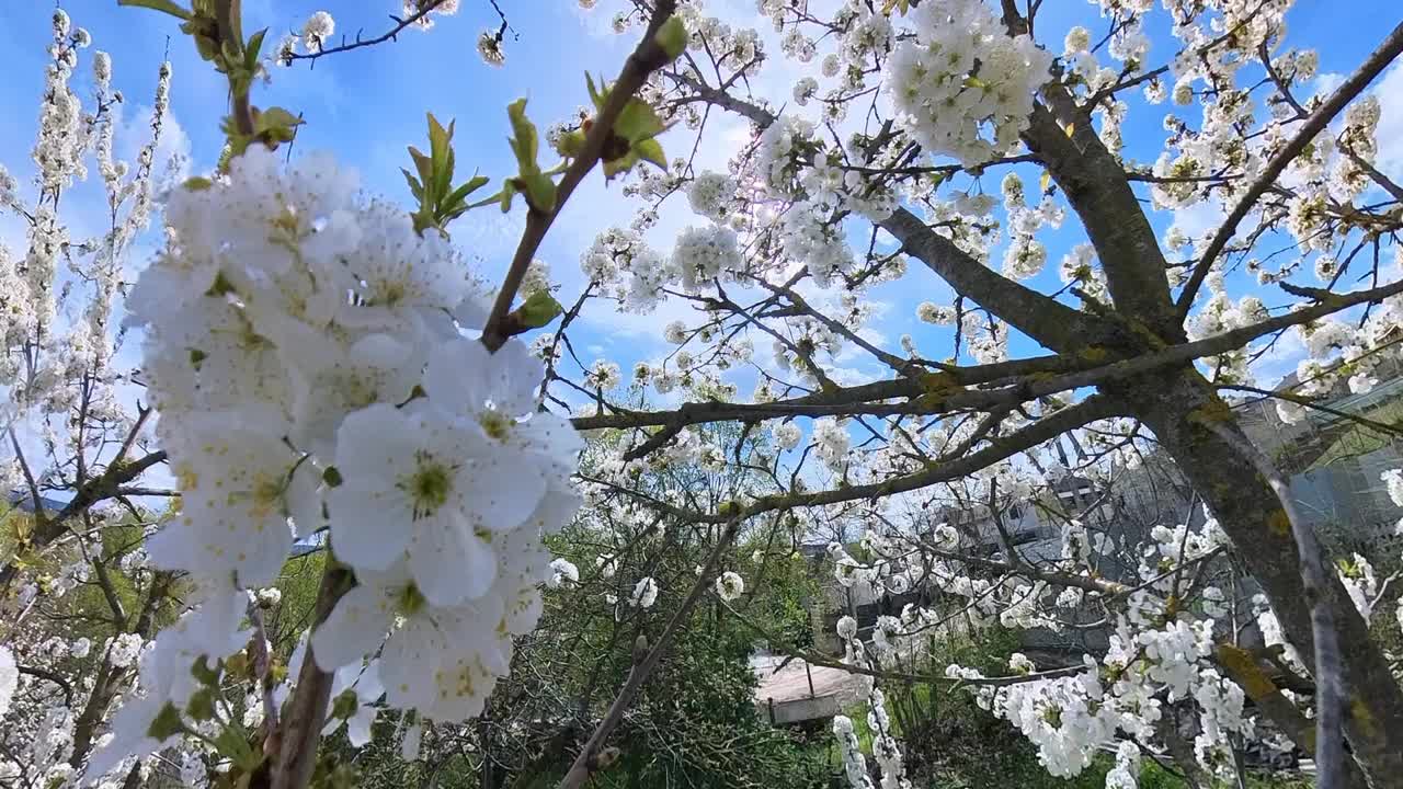 春天花园里盛开的樱桃树视频下载