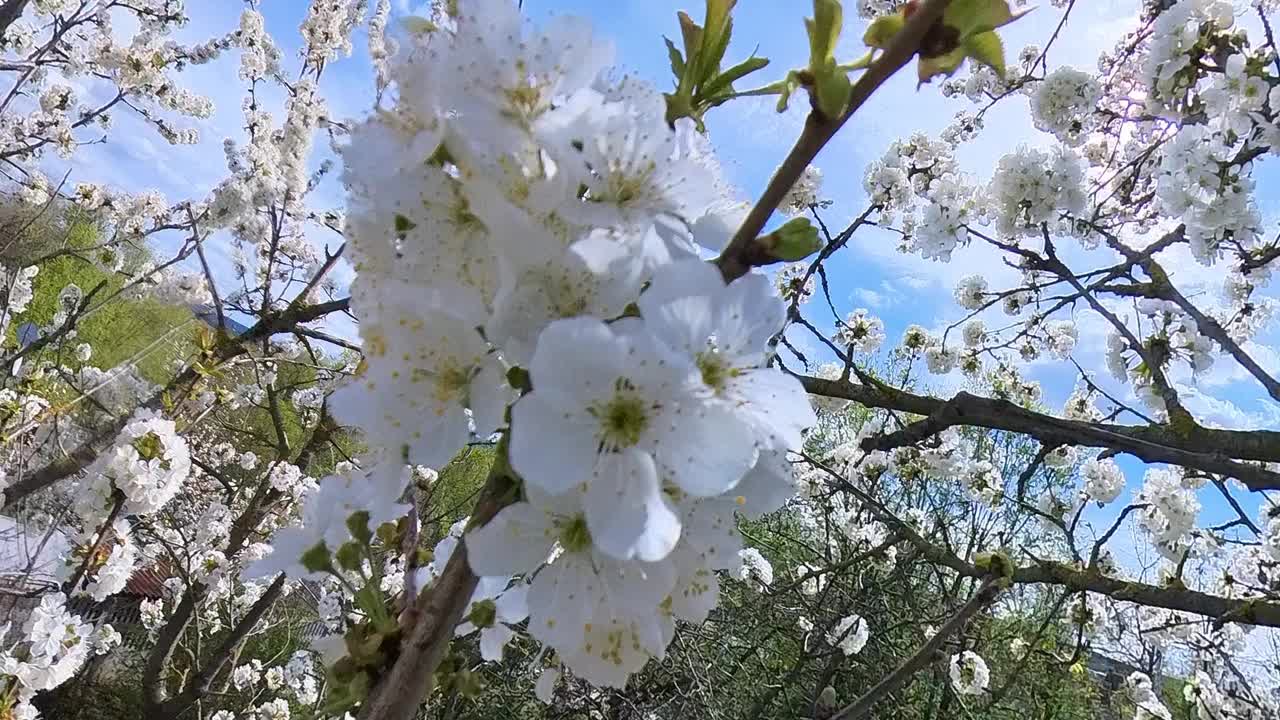 春天花园里盛开的樱桃树视频下载