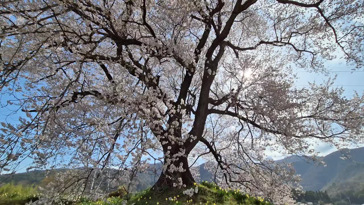 日本每年2月到4月盛开美丽的樱花。在随风摇曳的树上。复制空间背景视频素材