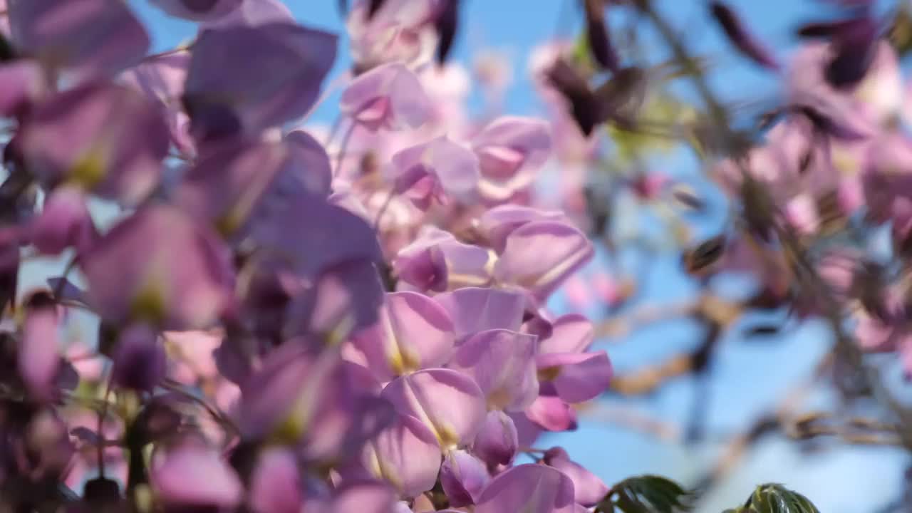 紫藤(特写)在春天的花园里盛开。视频素材