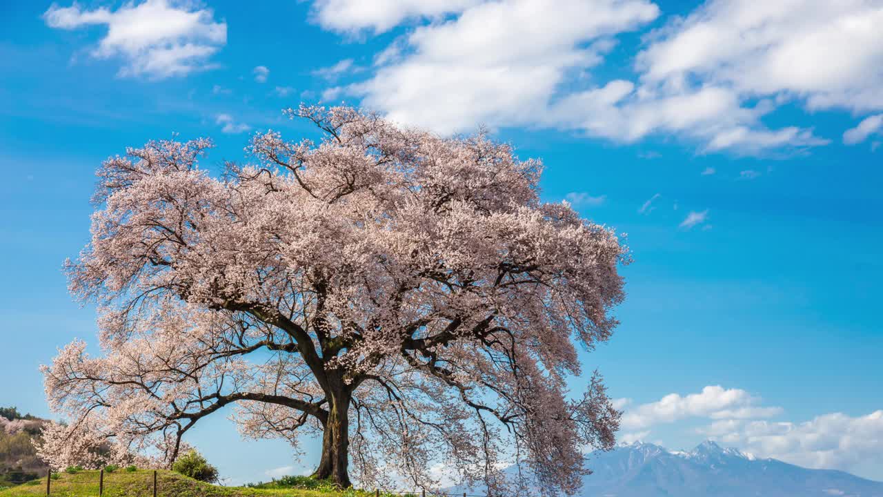 日本山梨县，一棵330岁的大樱花树，身后是群山和富士山。视频素材