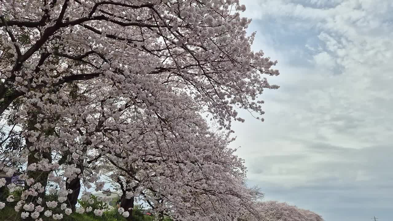 日本每年2月到4月盛开美丽的樱花。在随风摇曳的树上。复制空间背景视频素材