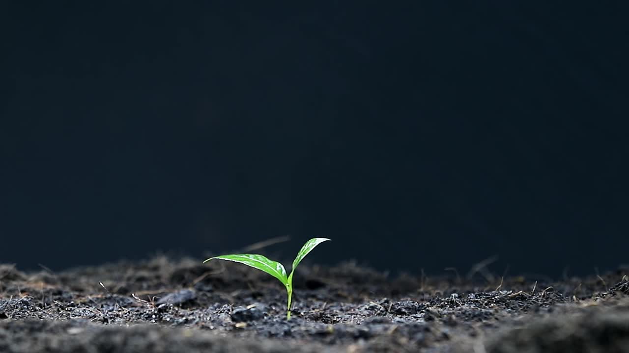 一位农民用喷壶给一株幼苗浇水。视频下载