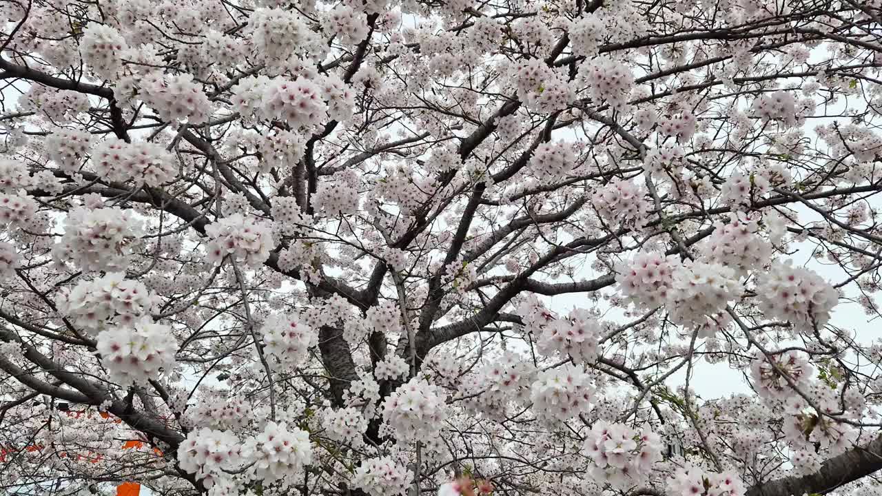 日本每年2月到4月盛开美丽的樱花。在随风摇曳的树上。复制空间背景视频素材