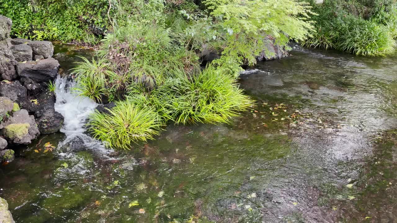 日本花园中的小瀑布，绿树、植物和清澈的水视频素材