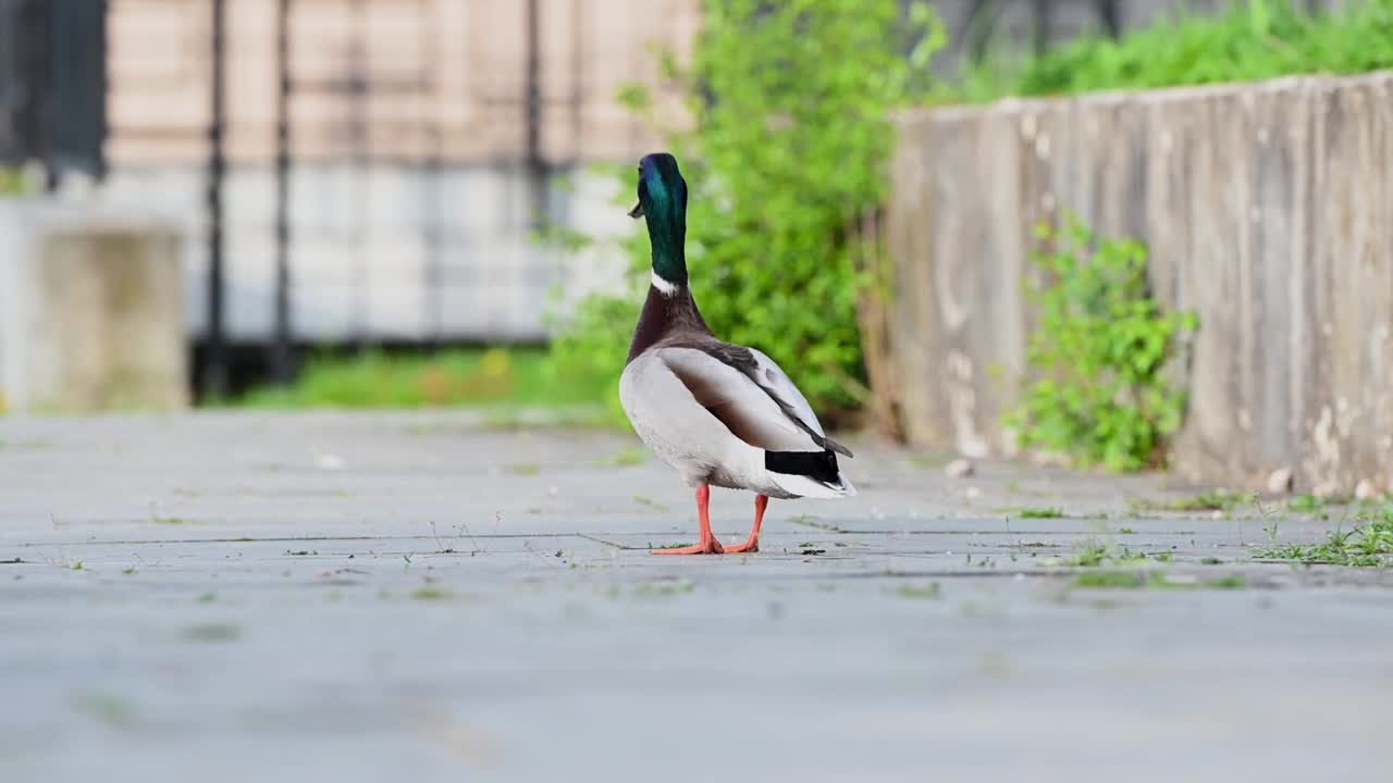 公园里的鸭子视频下载