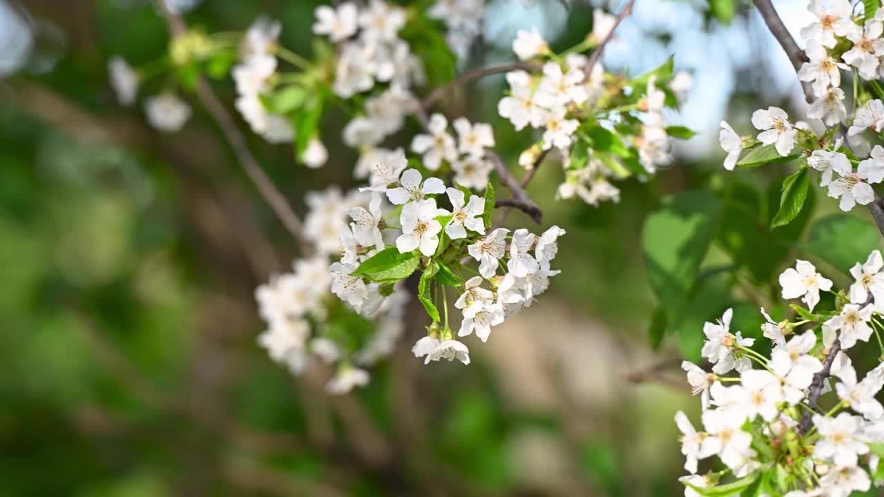 白樱花视频素材