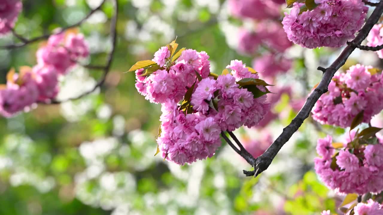 樱花视频下载