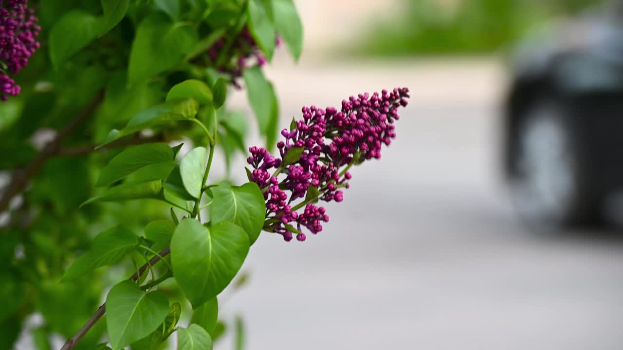 美丽的丁香花枝上绿色的背景，自然的春天的背景，柔和的选择性聚焦。视频下载