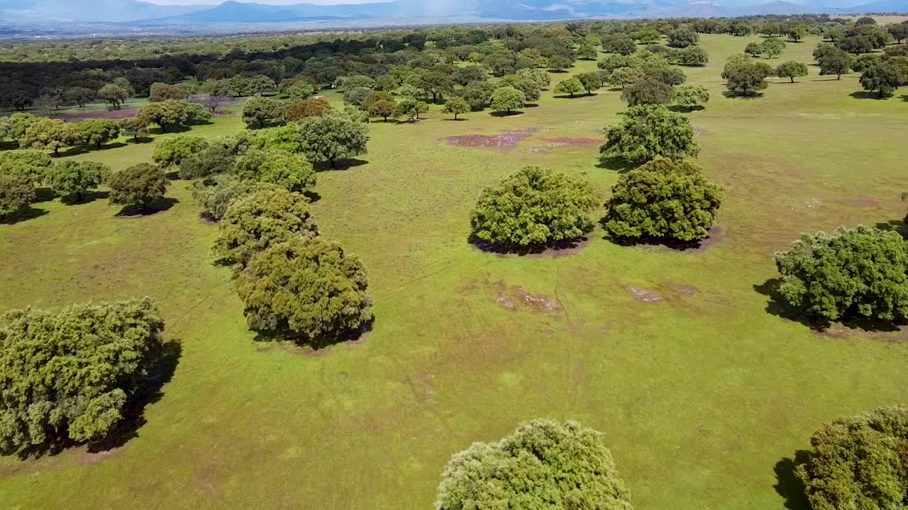 埃斯特雷马杜拉牧场在低海拔视频下载