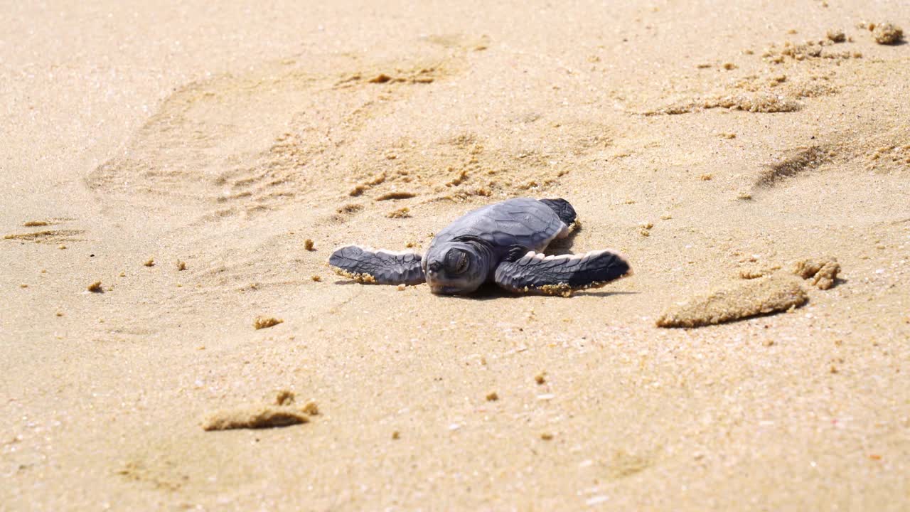 拉斯阿尔金兹海滩的小海龟，海龟保护区视频素材