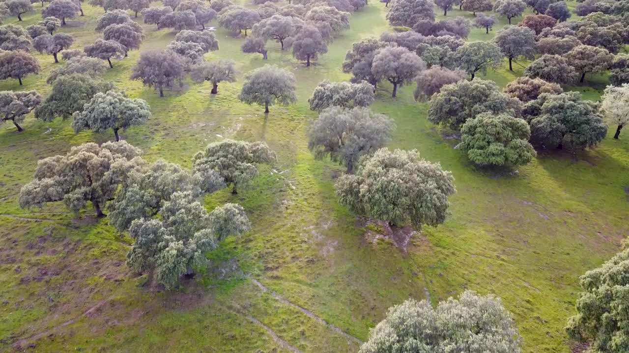 Extremaduran dehesa树林全景图视频下载